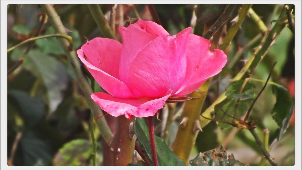 Pousada Das Rosas Campos do Jordão 외부 사진